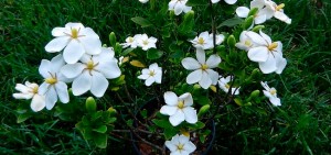 anant-gardenia