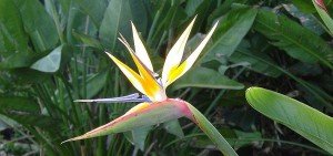 Bird Of Paradise
