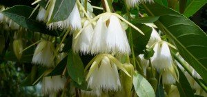 Elaeocarpus angustifolius