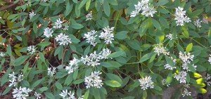 Snow Bush