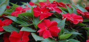 Impatiens