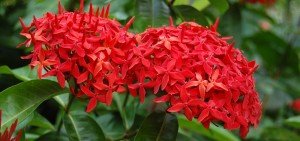 Ixora Duffi Red