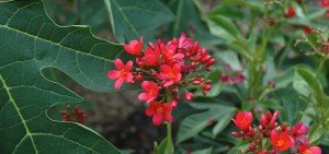 Jatropha integerrima