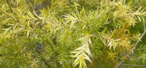 Melaleuca bracteata golden crest