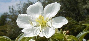 Melastoma lepidota
