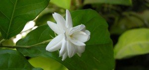 Jasminum sambac motia