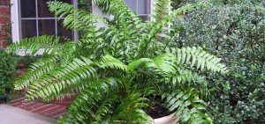Nephrolepis biserrata