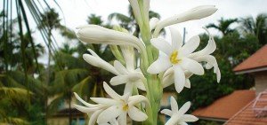 Nishigandh - Polianthes tuberosa