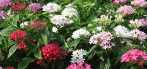 Pentas lanceolata hybrida