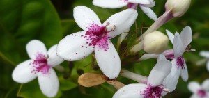 Pseuderanthemum