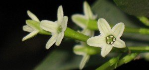 Ratrani - Cestrum Nocturnum