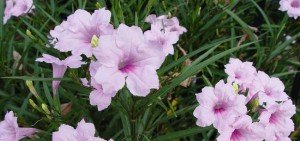 Ruellia brittoniana hybrida