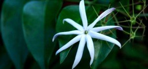 Jasminum nitidum