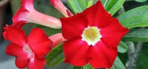 Adenium obesum var obesum