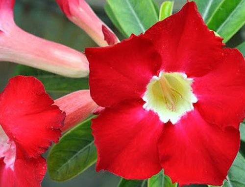 Adenium obesum var obesum