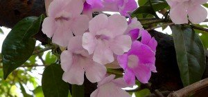 Adenocalymna alliceae