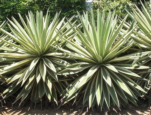 Agave angustifolia marginata