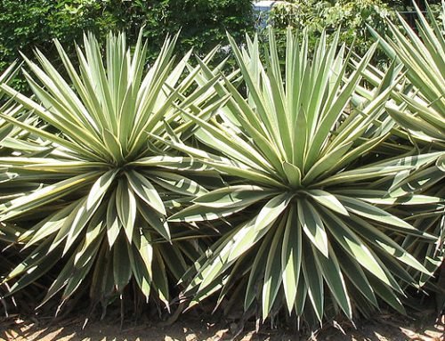 Agave angustifolia marginata