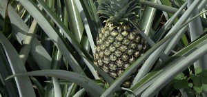 Ananas comosus