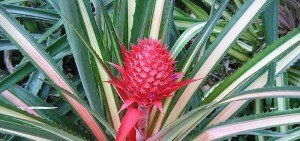 Ananas comosus variegatus