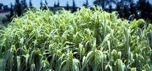 Arundo donax versicolor