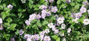 Asystasia coromandalina