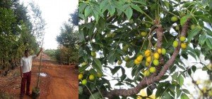 Azadirachta indica variegata