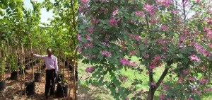 Bauhinia blackeana