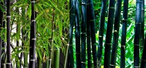Bamboo Black