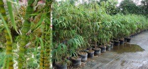 Bambusa ventricosa dwarf