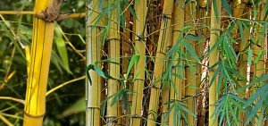 Bambusa vulgaris