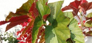 Begonia-coccinea