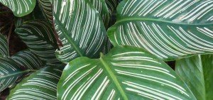 Calathea-ornata-sanderiana