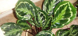 Calathea roseo picta