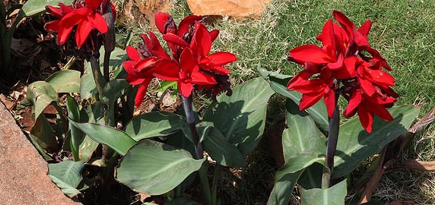Canna x generalis lineata red