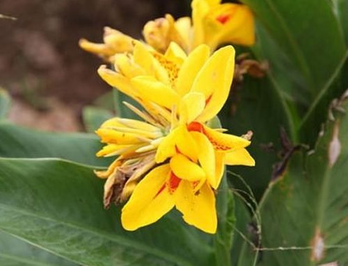 Canna x generalis lineata yellow & orange