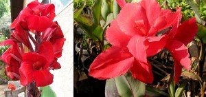Canna x generalis red