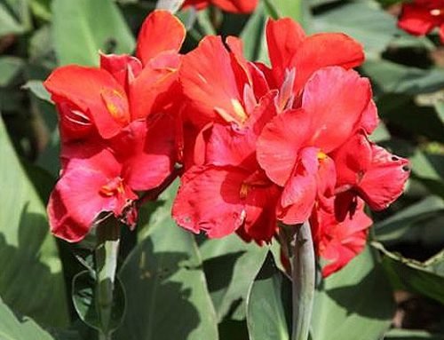 Canna x generalis scarlet