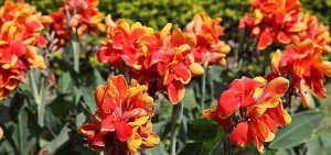 Canna x generalis tiger