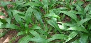 Chlorophytum orchidastrum