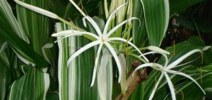Crinum variegatum