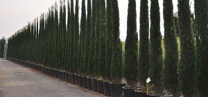 Cupressus pyrimidalis
