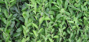 Vernonia elaegnifolia