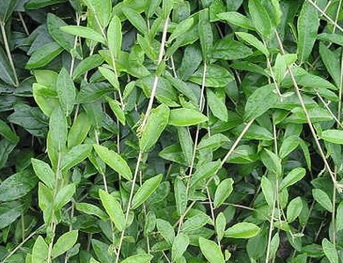 Vernonia elaegnifolia