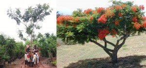 Delonix regia