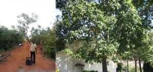 Elaeocarpus ganieras