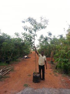 Elaeocarpus ganieras