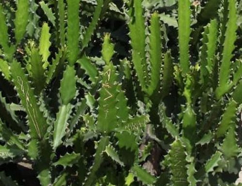 Euphorbia lactea