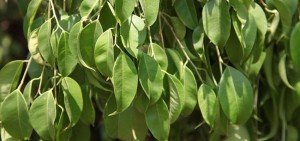 Ficus benjamina