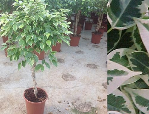 Ficus benjamina bushy king